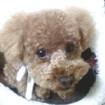 ����`�����郏���I